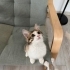 Güzel Missy yuva arıyor fotoğraf