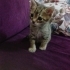 Acil yuva aranıyor fotoğraf