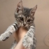 minik bademimiz yuvasını arıyor fotoğraf