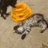 İZMİR ÜCRETSİZ SAHİPLENDİRME! TİGER TABY CAT fotoğraf