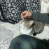 Maya'ya 1-2 aylık geçici yuva arıyorum acil fotoğraf