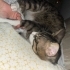 Çok zeki kedi, yurtdışına taşınma süreci oldugumdan ilgilenemiyorum. fotoğraf