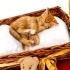 🐾Minik Patiler Yuva Arıyor 🐾 fotoğraf