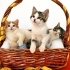 🐾Minik Patiler Yuva Arıyor 🐾 fotoğraf