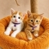 🐾Minik Patiler Yuva Arıyor 🐾 fotoğraf