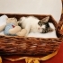 🐾Minik Patiler Yuva Arıyor 🐾 fotoğraf