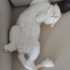 Yakışıklı korsan oğlan yuva arıyor fotoğraf