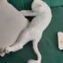 Yakışıklı korsan oğlan yuva arıyor fotoğraf
