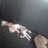 4 Yavru bir anne kedi fotoğraf