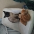 Oyuncu insanla uyuyan kumu öğrenen yavrular fotoğraf