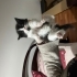 1 Aylık 4 yavru kedi fotoğraf