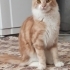 Yeni yuvasını arıyor ona bi şans verin fotoğraf