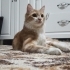 Yeni yuvasını arıyor ona bi şans verin fotoğraf