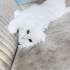 Pamuk Prens yuva arıyor(kısır) fotoğraf