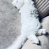 Pamuk Prens yuva arıyor(kısır) fotoğraf