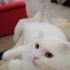 Pamuk Prens yuva arıyor(kısır) fotoğraf