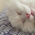 Pamuk Prens yuva arıyor(kısır) fotoğraf