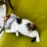 calico yavru Tinky Winky yuva arıyor fotoğraf