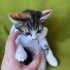 calico yavru Tinky Winky yuva arıyor fotoğraf