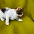 calico yavru Tinky Winky yuva arıyor fotoğraf
