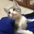 Fırfır kalıcı yuvasının arıyor fotoğraf