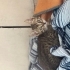 2 Fırlama 2 Sakin tekir fotoğraf