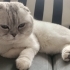 Tatlı Simba yuva arıyor fotoğraf