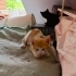 Acillll 4 sevimli kardeş fotoğraf
