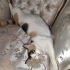 Tekir Kedi Sahiplendirme fotoğraf