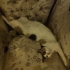 Tekir Kedi Sahiplendirme fotoğraf