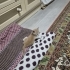 Oyunbaz çok tatlı yavru kedi fotoğraf