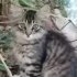 Tatlı minnaklara yuva fotoğraf