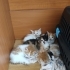 Sahiplenilmezlerse sokağa gidecekler! fotoğraf
