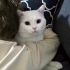 çok masum sevgi pıtırcığı sıcacık fotoğraf