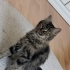 Kırma Norveç Orman Kedisi fotoğraf
