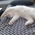 Pamuk Leydimiz yeni ailesini bekliyor (British Shorthair) fotoğraf