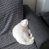 Pamuk Leydimiz yeni ailesini bekliyor (British Shorthair) fotoğraf