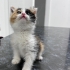 1-1,5 AYLIK CALICO BEBEĞE YUVA ARIYORUZ. fotoğraf