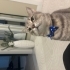 Biraz utangaç çok sevecen bir kedi fotoğraf