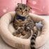 Ücretsiz sahiplenme Scottish fold fotoğraf