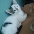 VAN MELEZİ DİŞİ VE ERKEK BEBİŞLER..!! fotoğraf