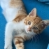 Acil yuva aranıyor fotoğraf