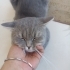 British shorthair uysal cins fotoğraf