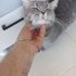 British shorthair uysal cins fotoğraf