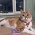 MERKÜR KISIR ERKEK KEDİ SARMAN fotoğraf
