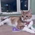 MERKÜR KISIR ERKEK KEDİ SARMAN fotoğraf