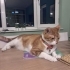 MERKÜR KISIR ERKEK KEDİ SARMAN fotoğraf