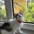 PAMUK ŞEKERE YUVA :) fotoğraf