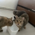 Çok acil yuva arıyorlar sokağa ya da barınağa gidecekler fotoğraf