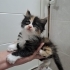 Ön ayaklarıyla havada duran çilek kedi ömürlük ailesini arıyor fotoğraf